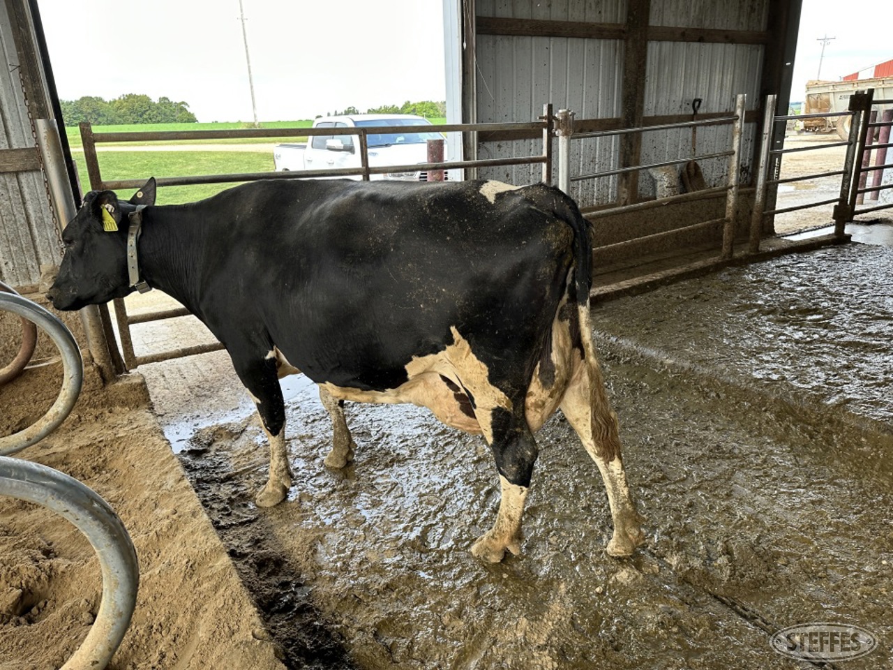 Holstein Cow  11171